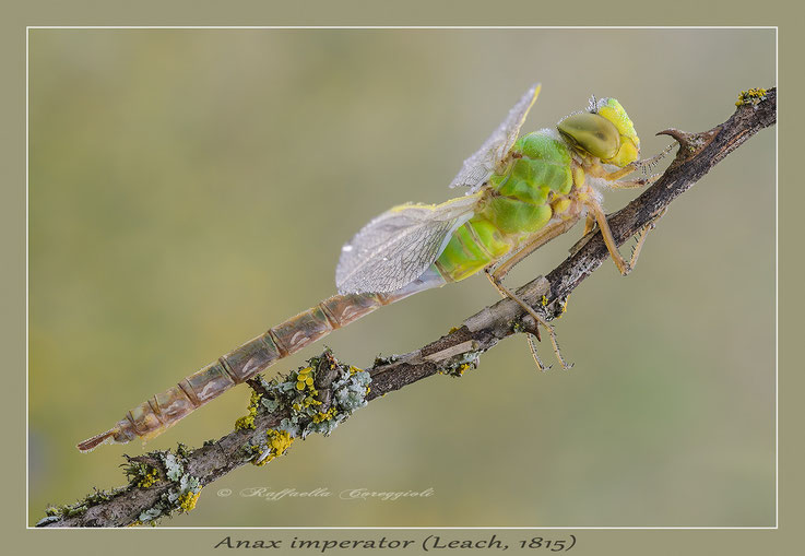 ANAX IMPERATOR