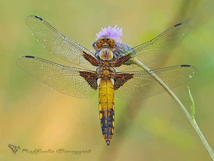 Libellula depressa