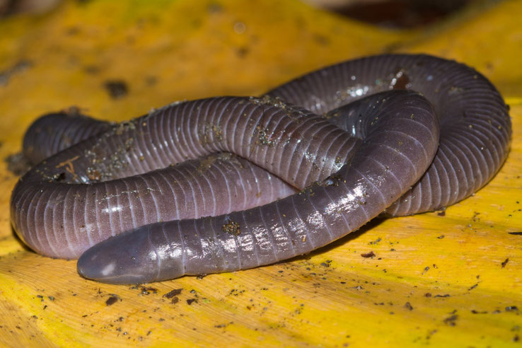 herping tour costa rica