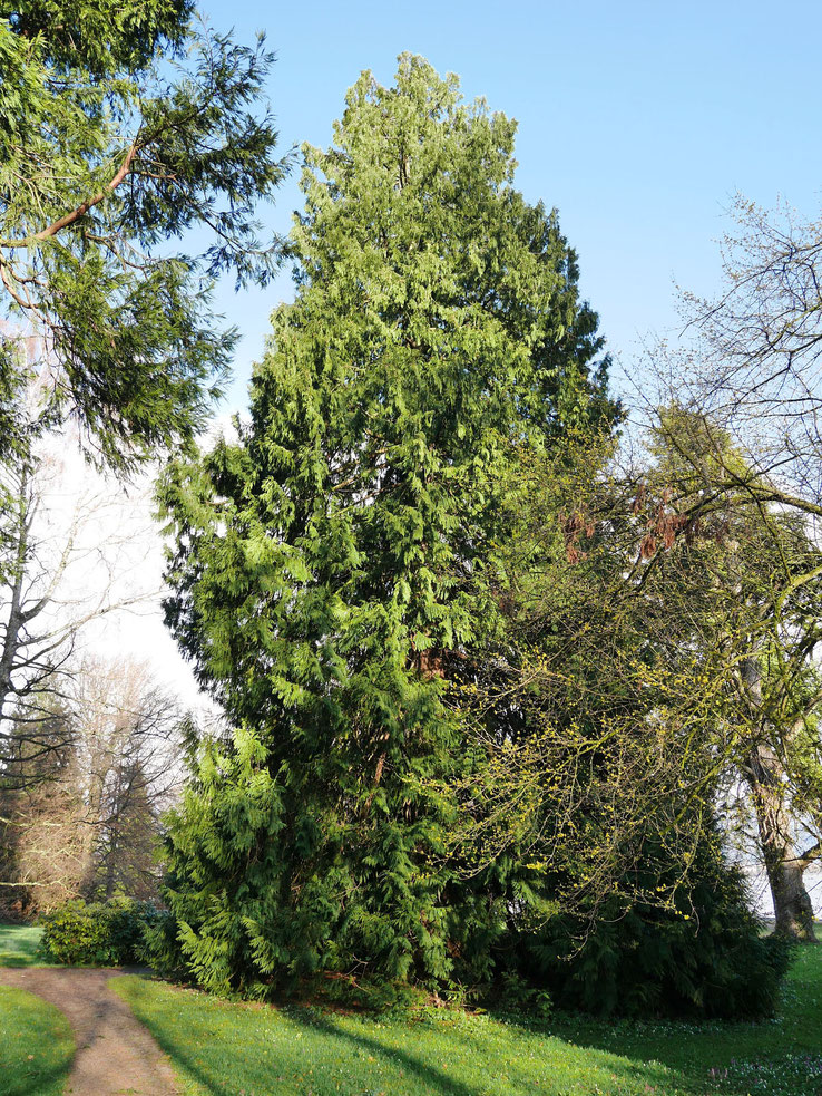 Riesenlebensbaum im Lindenhofpark bei Schachen