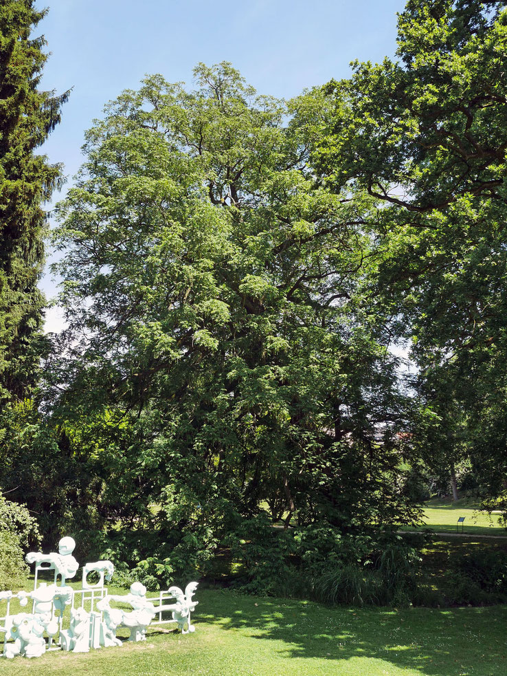 Flügelnuss im Schlosspark in Bad Homburg