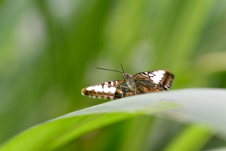 Nikon Z9 / Nikkor 105mm f2,8 S / 1/100s / f6,3 / ISO 350 