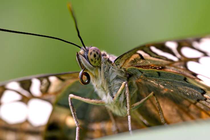 Crop aus dem oberen Bild