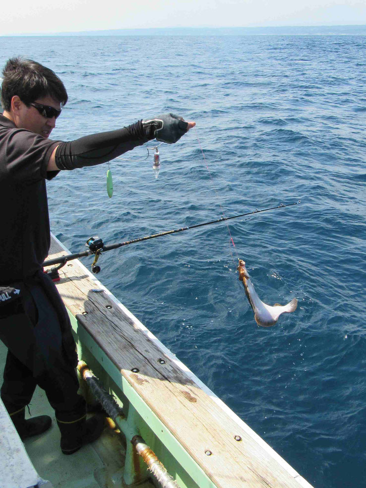 根魚釣りは餌に比べてジグがやや不利なのは珍しくないのですがそんなレベルではなく全く音沙汰がなくなりました