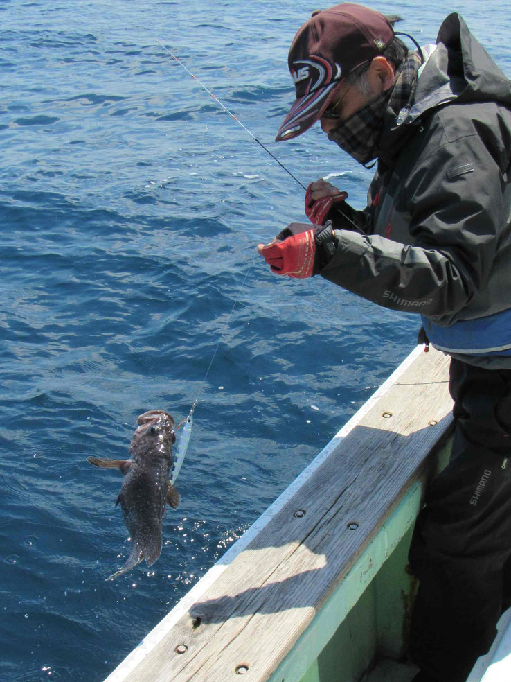 しかし、ここから根魚のアタリが戻ります　潮止まりで諦めかけた矢先の痛恨のサクラマスから活性が復活してきました