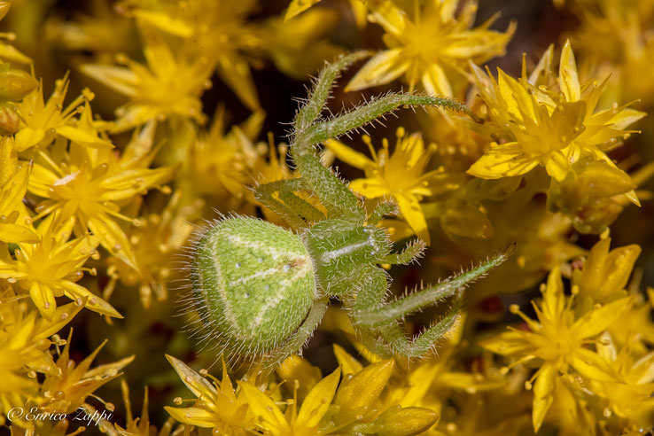 Heriaeus sp. su fiori di sedum.
