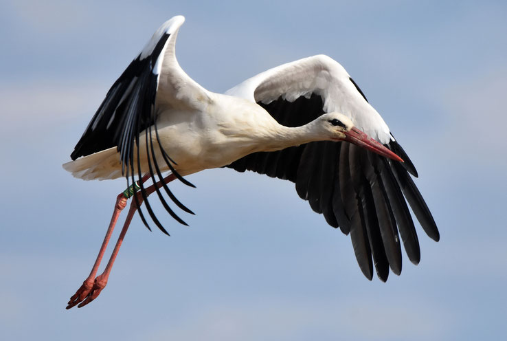 White Stork