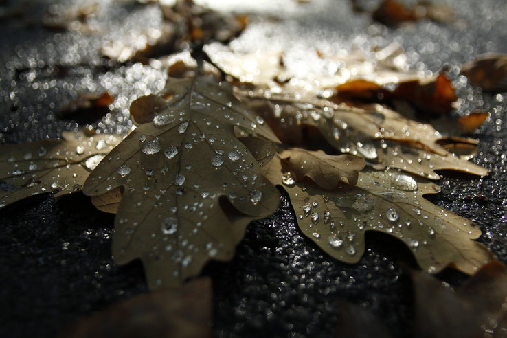 Foto: Viktar Masalovich auf Pixabay