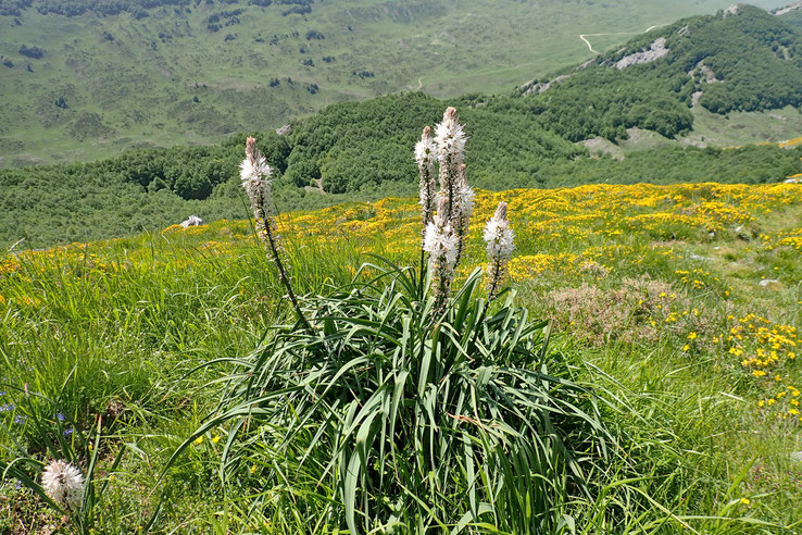 Pour la descente, quelques asphodèles...