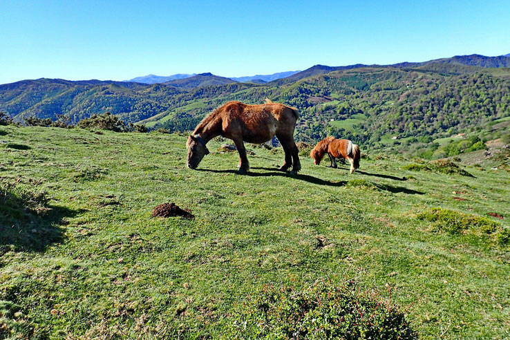 La maman et son petit pottock.