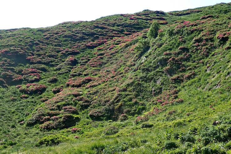 Les rhododendrons sont en pleine floraison.
