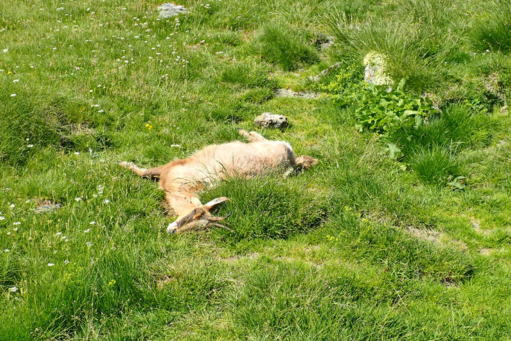 Et avant d'arriver au deuxième lac, un isard assez mal en point...