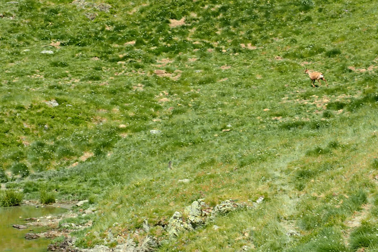Pendant ma pause repas au bord de ce quatrième lac, j'ai encore droit à la visite de quelques isards.