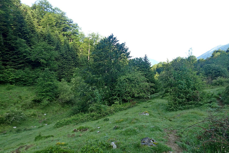 Petite clairière.
