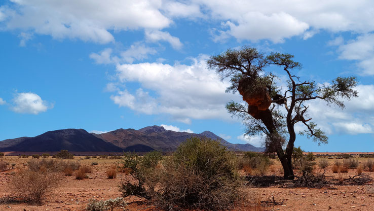Le Namib Naukluft, Namibie