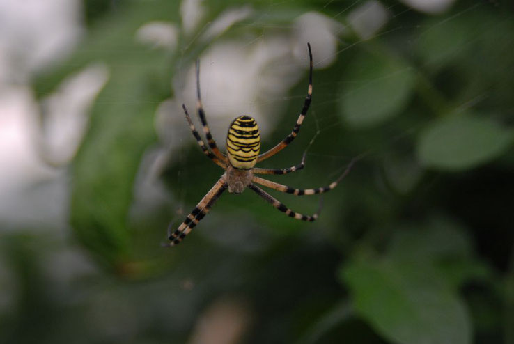 ARGIOPE FRELON / ÉPEIRE FASCIÉE (Argiope bruennichi)