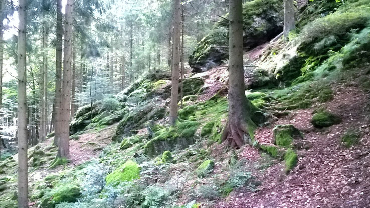 (aufgenommen beim Baumkronenwanderweg in Kopfing, September 2017)