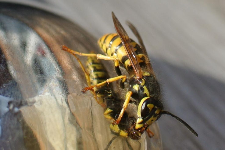 Was hilft gegen Wespen und Fruchtfliegen