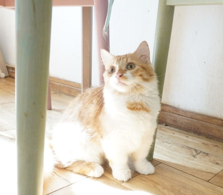 マンチカン、男の子、ブラック＆ホワイト、ロングヘアー、短足