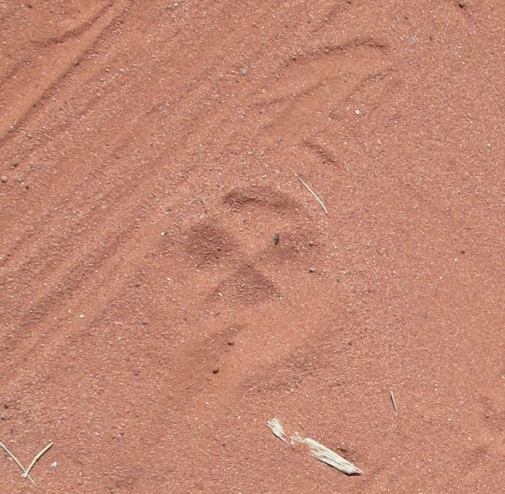 Abdruck einer Dingo-Pfote im Sand