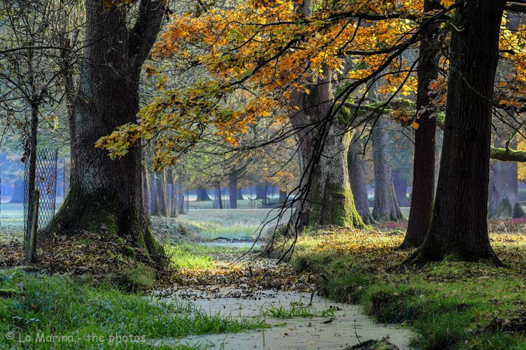 Herbststimmung im Tiergarten.