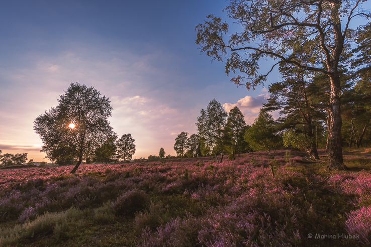 Lüneburger Heide 2021