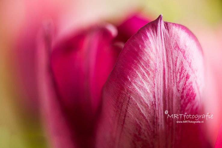 Detail Tulp macrolens 70mm met tussenring