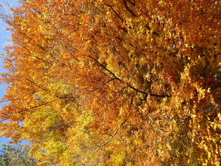 Herbstimpressionen