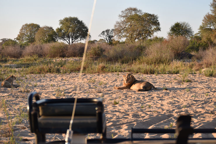 sabi-sand-löwe