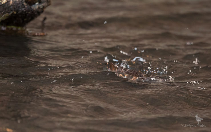 nahrungsuchende Wasseramsel, 28.12.2016