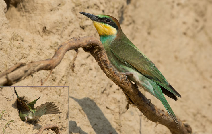 25.07.2016, Jungvogel