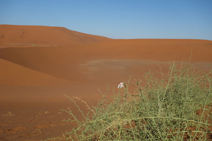 Ruth, einsam in den Dünen, bei 40+ Grad, 8.00 Uhr am Morgen...