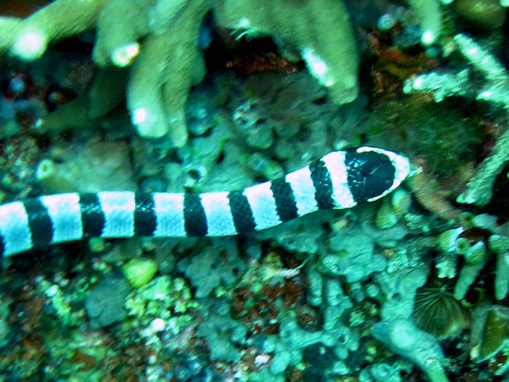 serpent rayé blanc noir