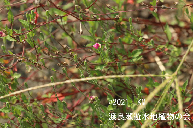 渡良瀬遊水地に生育しているユウゲショウの画像その２