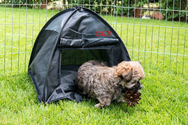 Bolonka Zwetna Welpe Raya im Hundezelt mit Tannenzapfen Hinter Gitter.  Grünenthals Hund auf dem Campingplatz Steinrodsee in Gräfenhausen.