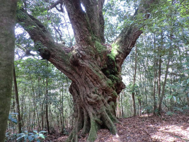 函南原生林