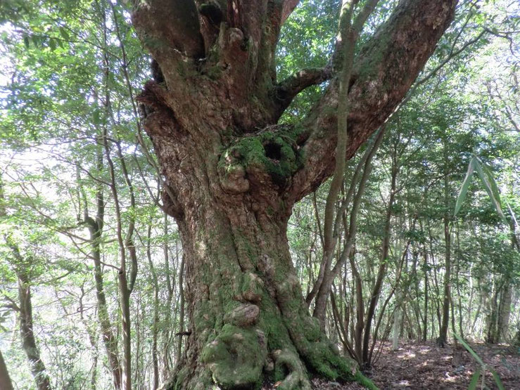 函南原生林