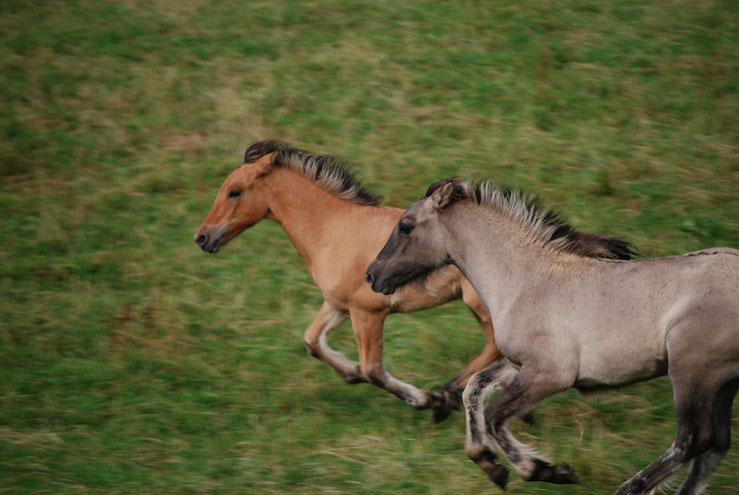 Highland-Pony