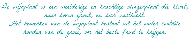 De wijnplant is een weelderige en krachtige slingerplant die klimt, naar boven groeit, en zich vasthecht.  Het bewerken van de wijnplant bestaat uit het onder contrôle houden van de groei, om het beste fruit te krijgen.