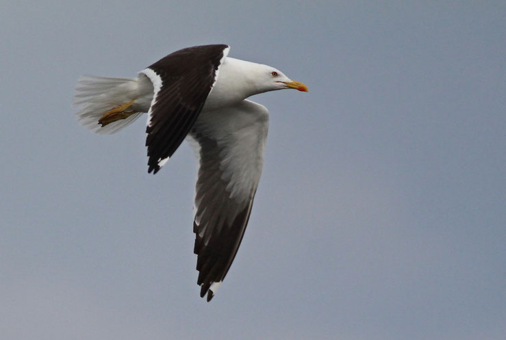 Heringsmöwe (fuscus) bei Hohensaaten