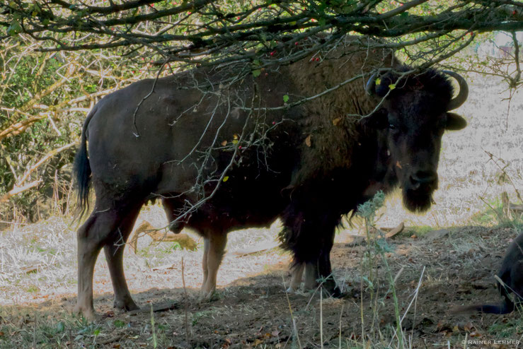 Bisons in der Nähe der Fuchskaute