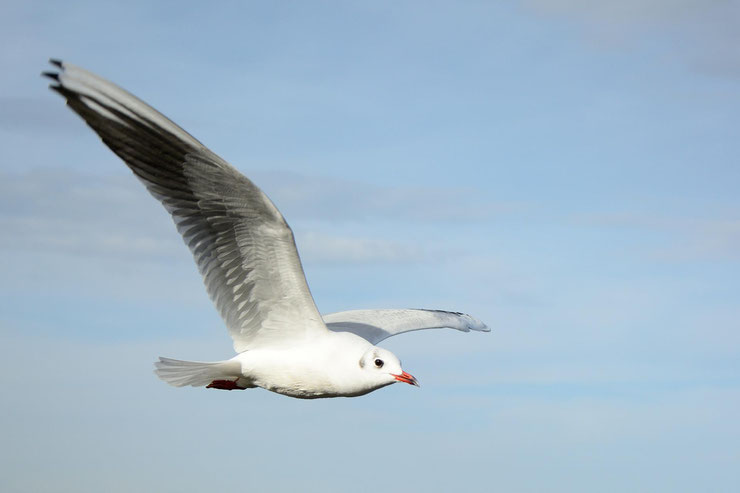 Taube fliegt weg nach Psychotherapie