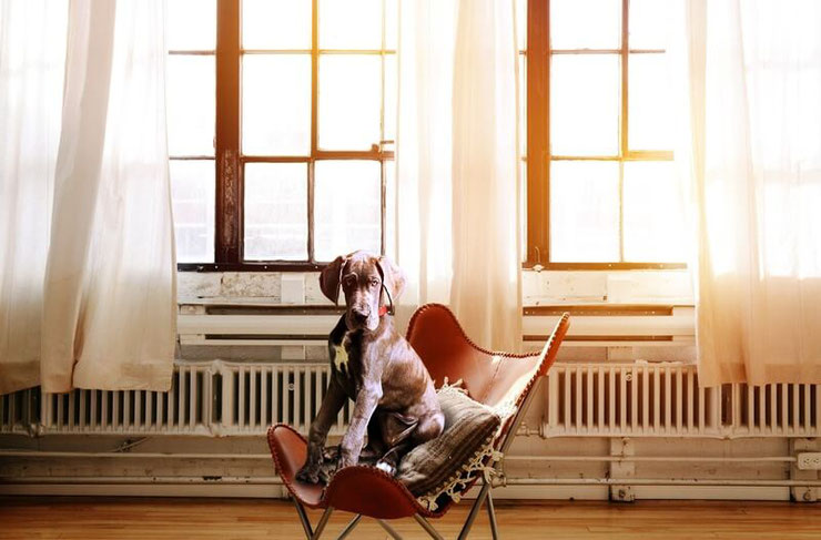 Hund sitzt entspannt auf einem Stuhl