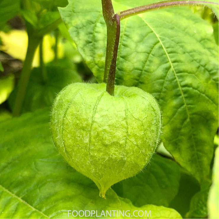 lampionplant, physalis alkekengi, goudbes kweken