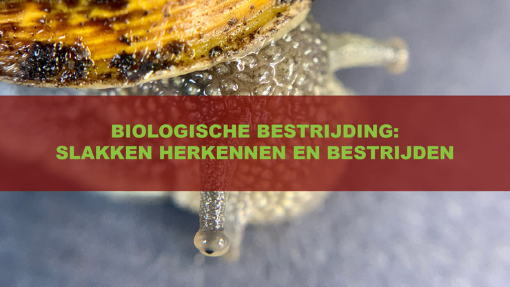 De Moestuin: Slakken Herkennen En Bestrijden