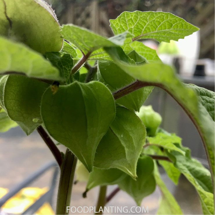 goudbessen, physalis ruinosa, vensterbank