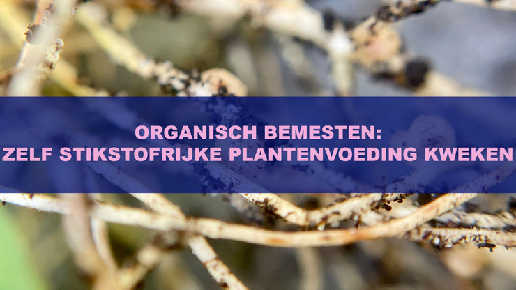 Organisch Bemesten: Zelf Stikstofrijke Plantenvoeding Kweken