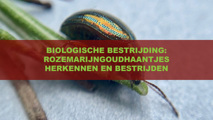 Het herkennen en bestrijden van het rozemarijngoudhaantje (Chrysolina americana)