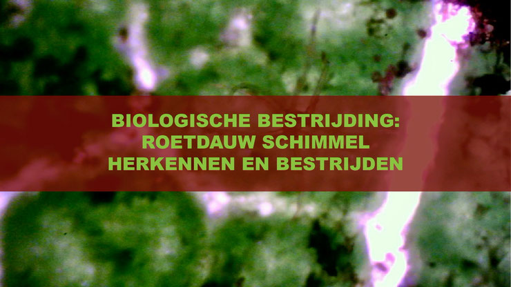 het herkennen en bestrijden van roetdauw schimmel