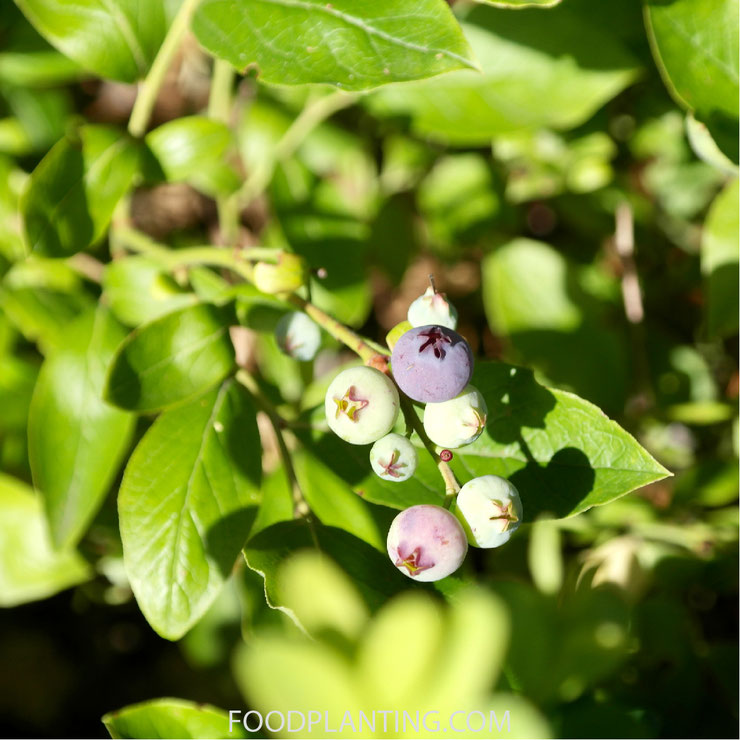 Blauwe bessen, zuurminnende planten